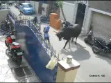 El ataque brutal de una vaca a una ni&ntilde;a mientras caminaba por la calle de un barrio residencial de la ciudad india de Chennai, que sufri&oacute; heridas graves en un incidente que se hizo viral tras ser grabado por una c&aacute;mara de seguridad, se sald&oacute; con el arresto del due&ntilde;o del animal, inform&oacute; este viernes la Polic&iacute;a. El hombre fue acusado de &quot;negligencia&quot; y por poner en peligro a los ciudadanos al permitir que el animal potencialmente violento circule por las calles, una imagen com&uacute;n en la India donde la vaca es considerada sagrada por la mayor&iacute;a hind&uacute;.