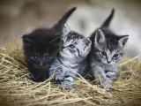 Gatos recién nacidos