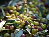 La sequía agudiza la crisis del olivo y amenaza con más alzas de precios del aceite