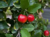 Acerola, una fruta muy rica en vitamina C.