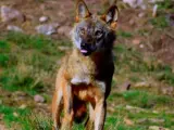 Castilla y León pide al Gobierno seguir a la UE y flexibilizar la protección al lobo