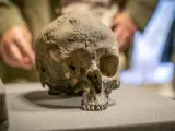 Cráneo hallado por los arqueólogos.