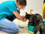 Una de las veterinarias de Vet2Go durante una consulta a domicilio.