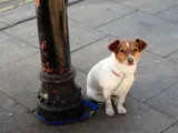 A partir de ahora no se podrá dejar a los perros atados en la calle