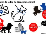 La ley de Bienestar Animal entra hoy en vigor: estas son las nuevas normas y lo que aún falta por regular