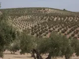 La exportaci&oacute;n de aceite de oliva iguala la de 2022 en valor, pese a vender un 40% menos