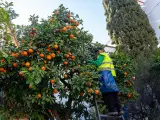 Mercadona comprará 220.000 toneladas de cítricos de origen nacional