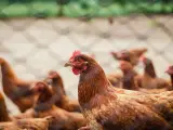 El pollo triplicará su precio después de la revisión de la norma de bienestar animal