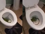 La impactante sorpresa de un hombre al descubrir una iguana gigante dentro de su inodoro
