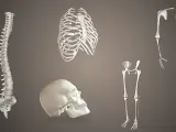 Los diferentes tipos de huesos presentes en el cuerpo humano.