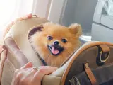 Cómo volar con nuestra mascota a bordo.