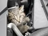 Un gato refugiado junto al motor de un coche.