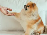 Un perro dando la pata.