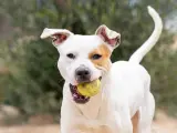 3 años. Mestizo de Pitbull. Le encontraron cruzando una carretera. Desde que está con nosotros tiene mucho estrés y esto nos hizo hospitalizarle en 2 ocasiones debido a problemas digestivos por bajada de defensas. Ahora se encuentra sano aunque sigue muy estresado. Ha estado varias veces en acogida y se porta fenomenal en una casa. Necesita un hogar urgentemente.