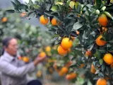 La enfermedad de los cítricos es una de las plagas más temidas en el cultivo de la naranja