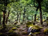 cork oaks in the andalusian countryside. &quot;Bosque de la niebla, Parque de los alcornocales&quot;, Algeciras, Andalusia, Spain, Europe