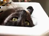 En verano, es habitual ver a los gatos durmiendo en el interior de los lavabos de cerámica o porcelana y aprovecharse del frescor del material.