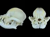 Cráneo de un perro braquicéfalo que se encuentra en la colección de osteología animal de la Universidad de Bruselas.