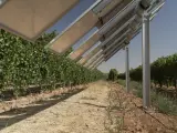 Iberdrola replicará su modelo agrovoltaico de Toledo en más explotaciones vinícolas