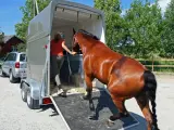 La dueña introduce a su caballo en el remolque específico.