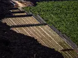 Vista aérea de una finca de cultivo de plátanos que ha sido replantada, rodeada de una colada de lava del volcán en el municipio de Tazacorte.