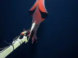 'Taningia danae', el calamar bioluminiscente avistado en el Océano Pacífico.