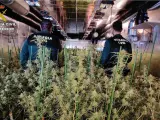 Dos agentes de la Guardia Civil inspeccionan una plantación 'indoor' de marihuana.