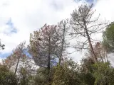 Tres pinos muertos a causa de la sequía en un bosque de Brunyola.