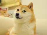 Kabosu, el perro detrás del meme Doge.