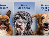 Los nombres que asignamos para hablar de los perros con raza, sin ella, mestizos o mezcla son numerosos y puede resultar confuso entender cuál es cuál.