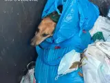 Investigan a una mujer por tirar un perro malherido a un contenedor en Gran Canaria