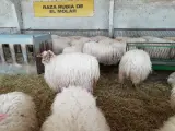 Imagen de archivo de ejemplares de oveja rubia de El Molar en instalaciones del Imidra.