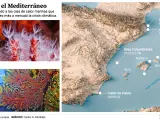 Mapa de los corales, en riesgo por la crisis climática, en el Mediterráneo