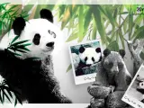 Chu Lin nació en 1982 y fue el primer oso panda nacido en cautividad en Europa.