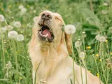 Un perro de raza a punto de estornudar.