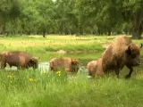 El bisonte europeo vuelve a campar por la península