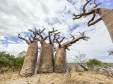 Madagascar, baobab bottle