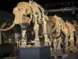 Esqueletos de una familia de mamuts.