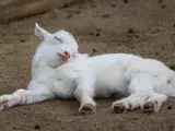 Un cordero practica la siestas del carnero para cuando sea adulto.
