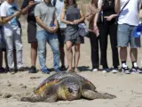 La Fundación Oceanogràfic ha presentado la quinta edición de la campaña “Aquí salvamos tortugas”, en la que participan cerca de 80 municipios de la Comunitat Valenciana.