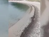 Cangrejos en la playa de Rodas, en las Islas Cíes