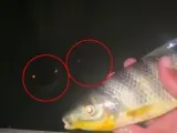 Captura del vídeo de los siniestros peces brasileños.