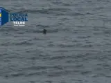 Imagen del tiburón avistado en la playa de Melenara, en Telde.