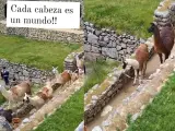 Un grupo de alpacas consigue diferentes soluciones para cruzar un pasillo cortado por una cuerda.