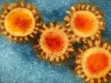 Un equipo científico ha descubierto nuevas respuestas inmunitarias que ayudan a explicar cómo algunas personas, pese a estar en contacto con el coronavirus, evitan contraer y desarrollar la covid-19.