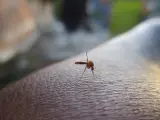 Imagen de un mosquito a punto de picar a una persona.