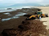 Imagen de la retirada del alga invasora en la costa de Tarifa.