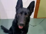 Negro, el perro superviviente a una caída en la mar.