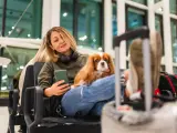 Así deben viajar las mascotas en avión según la Ley de Bienestar Animal