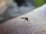 El truco del papel de váter para ahuyentar a los mosquitos que se ha hecho viral